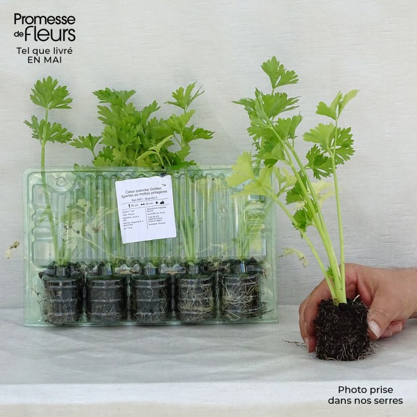 Golden Spartan Celery plugs - Apium graveolens Root ball 4cm x 4.5cm sample as delivered in spring