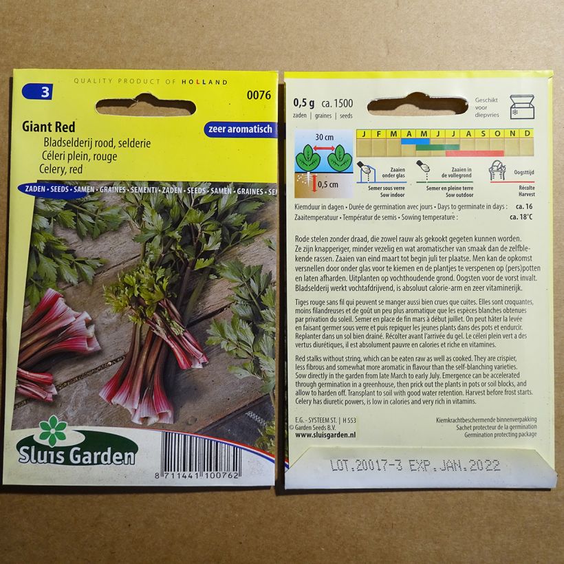Example of Full Giant Red Celery - Apium graveolens specimen as delivered