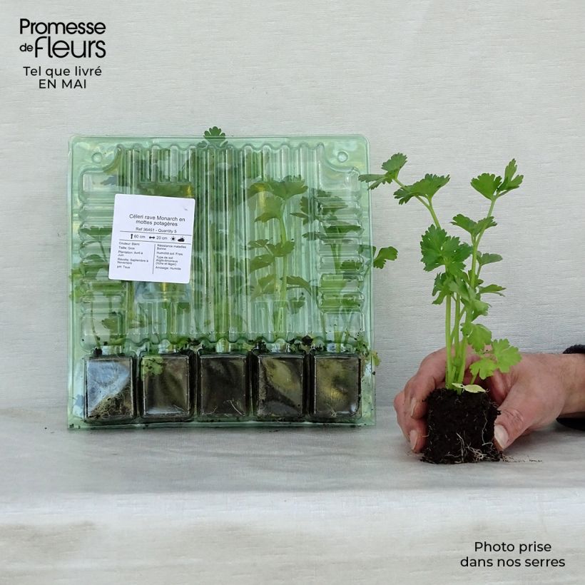 Monarch celeriac plants - Apium graveolens Plug plant 3/4cm sample as delivered in spring