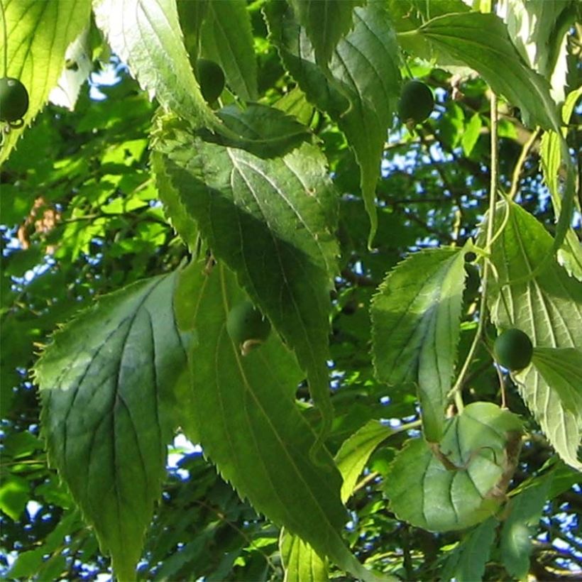 Celtis australis (Foliage)