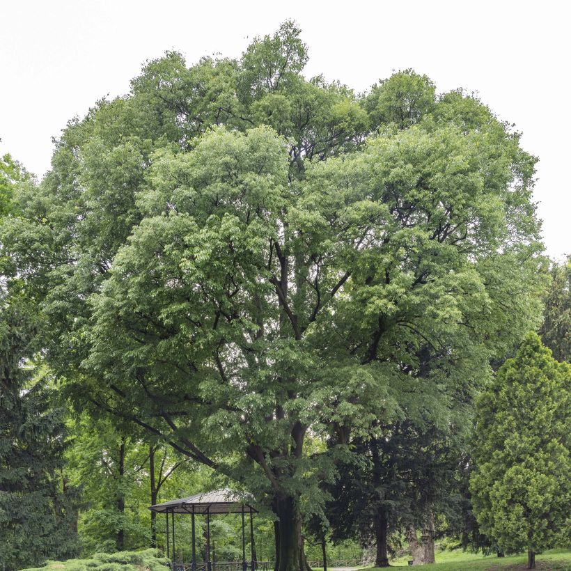 Celtis australis (Plant habit)