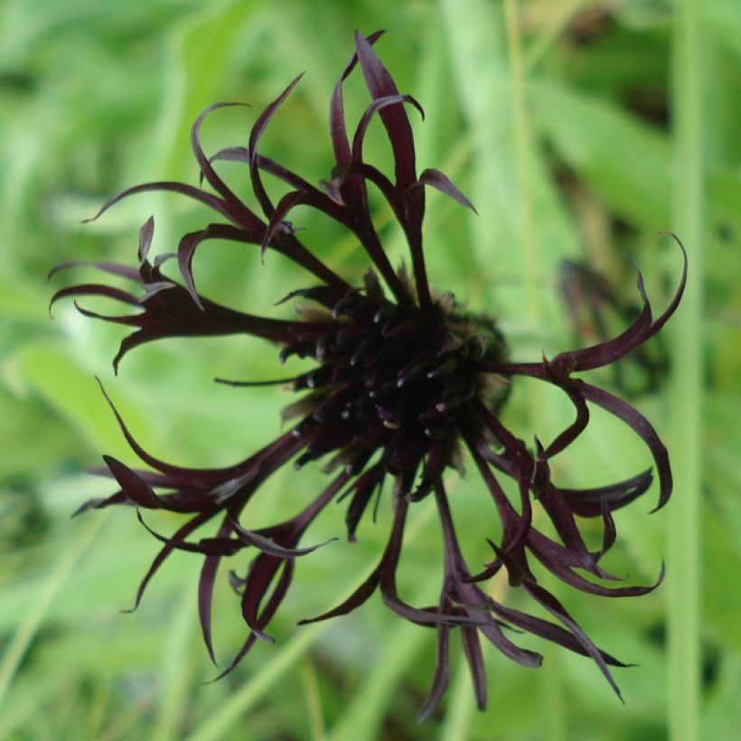 Centaurea montana Black Sprite (Flowering)