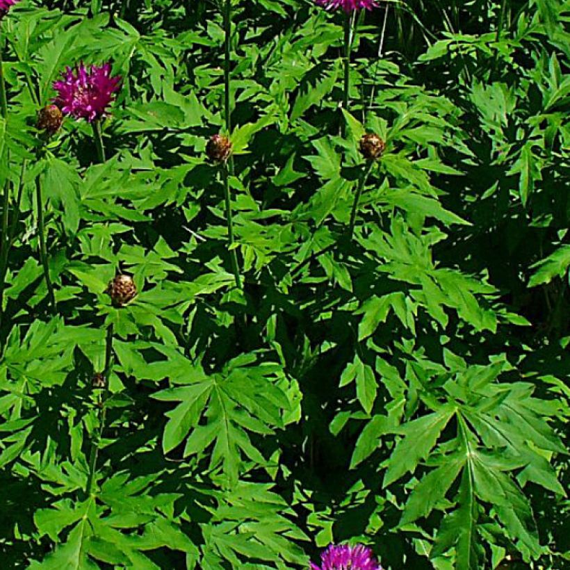 Centaurea dealbata Stenbeergii (Foliage)