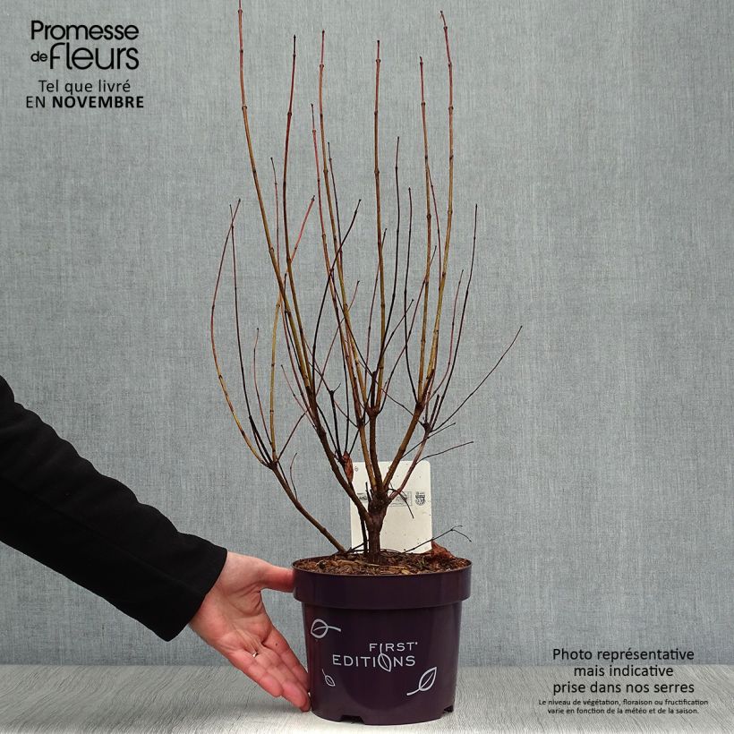 Cephalanthus occidentalis Fiber Optics 3L/4L pot sample as delivered in autumn