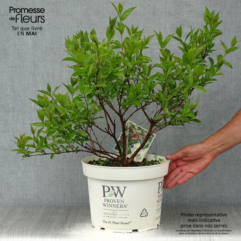 Cephalanthus occidentalis Sugar Shack en pot de 7,5l/10l sample as delivered in spring