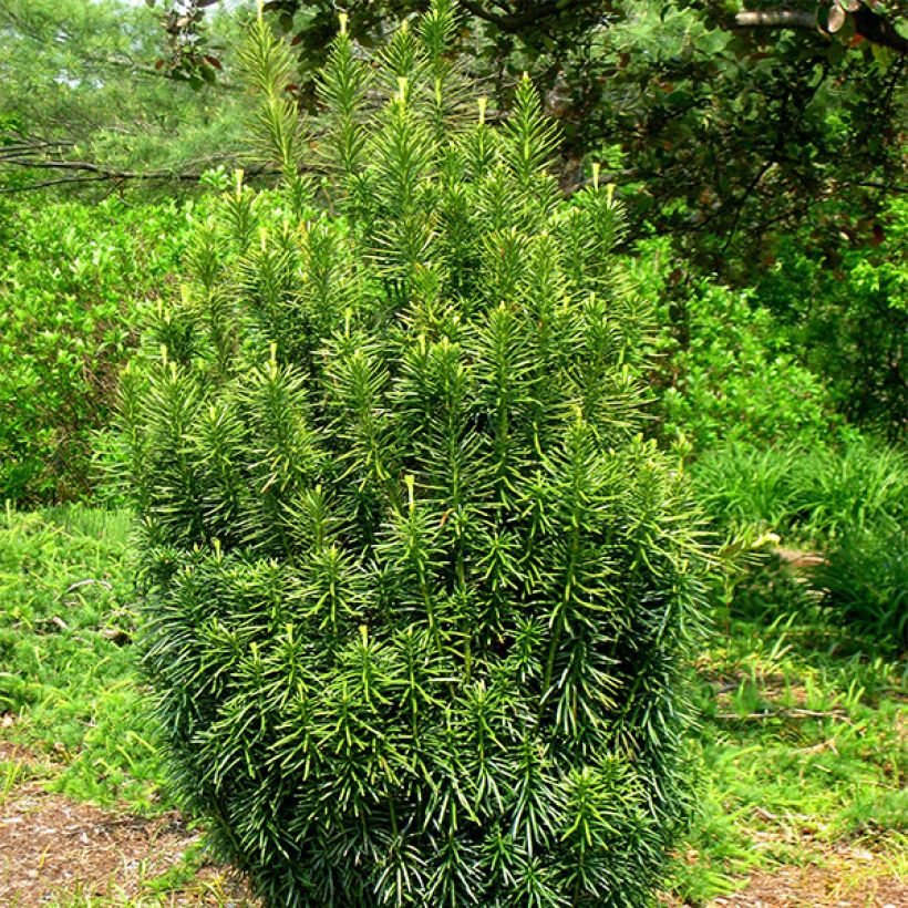 Cephalotaxus harringtonia Fastigiata (Plant habit)