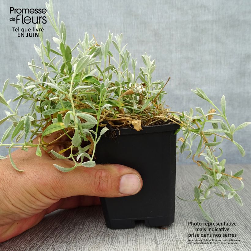 Cerastium biebersteinii - Oreille de souris  Godet de 9cm sample as delivered in summer