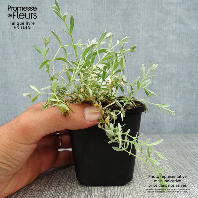Cerastium tomentosum Yo Yo 8/9 cm pot sample as delivered in summer