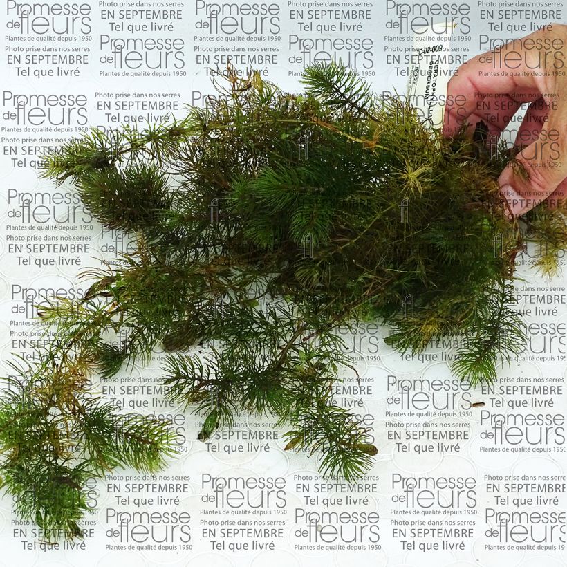 Example of Ceratophyllum demersum - Submerged Hornwort specimen as delivered