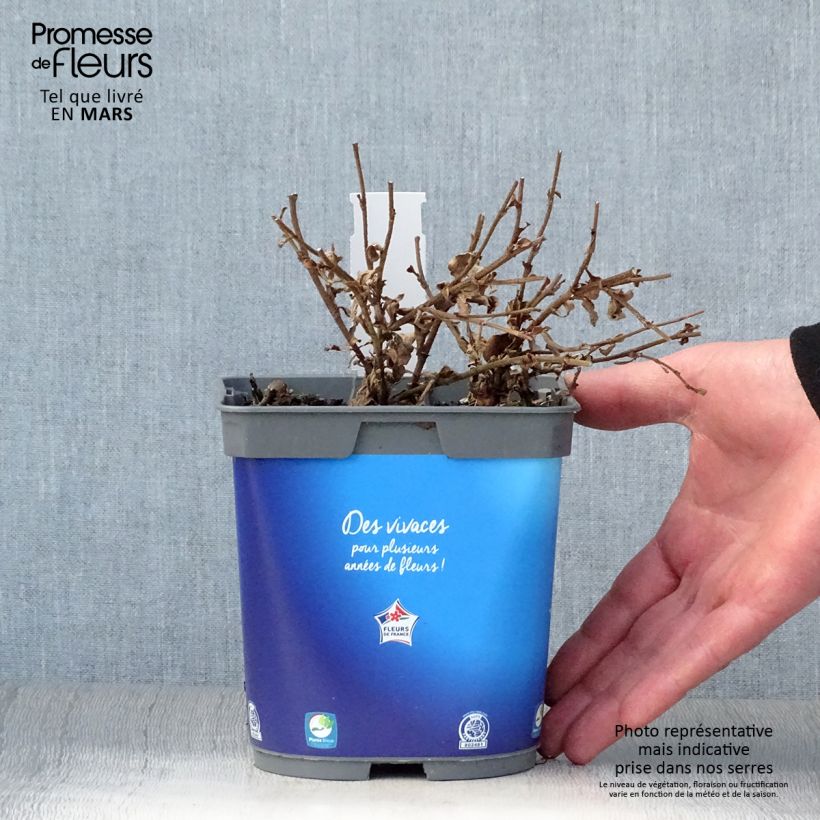 Ceratostigma griffithii, Dentelaire Pot de 2L/3L sample as delivered in spring