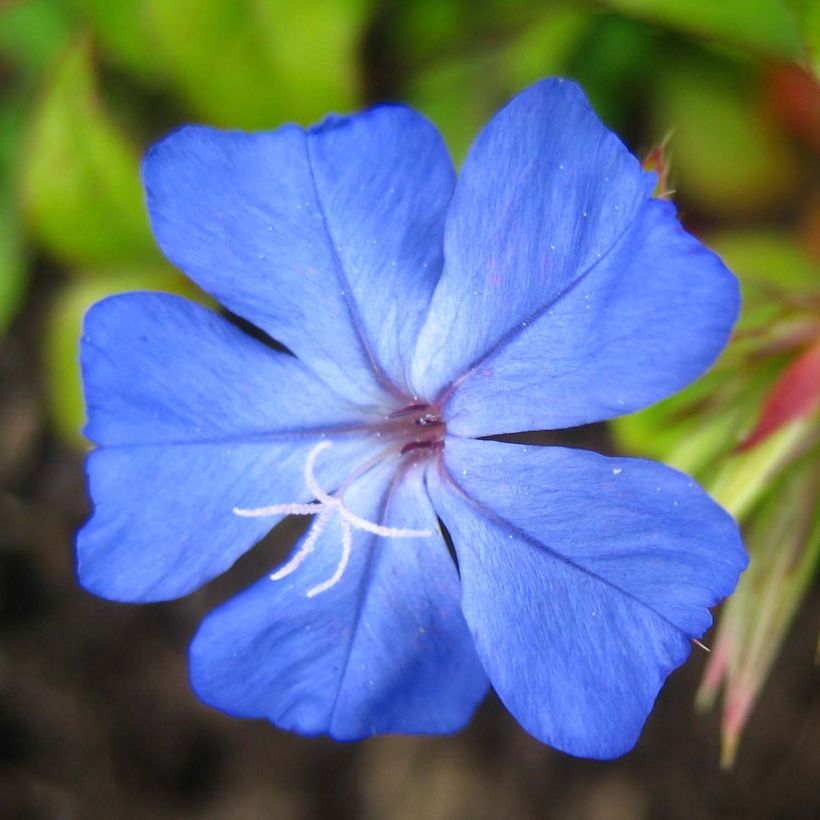 Ceratostigma willmottianum FOREST BLUE (Flowering)
