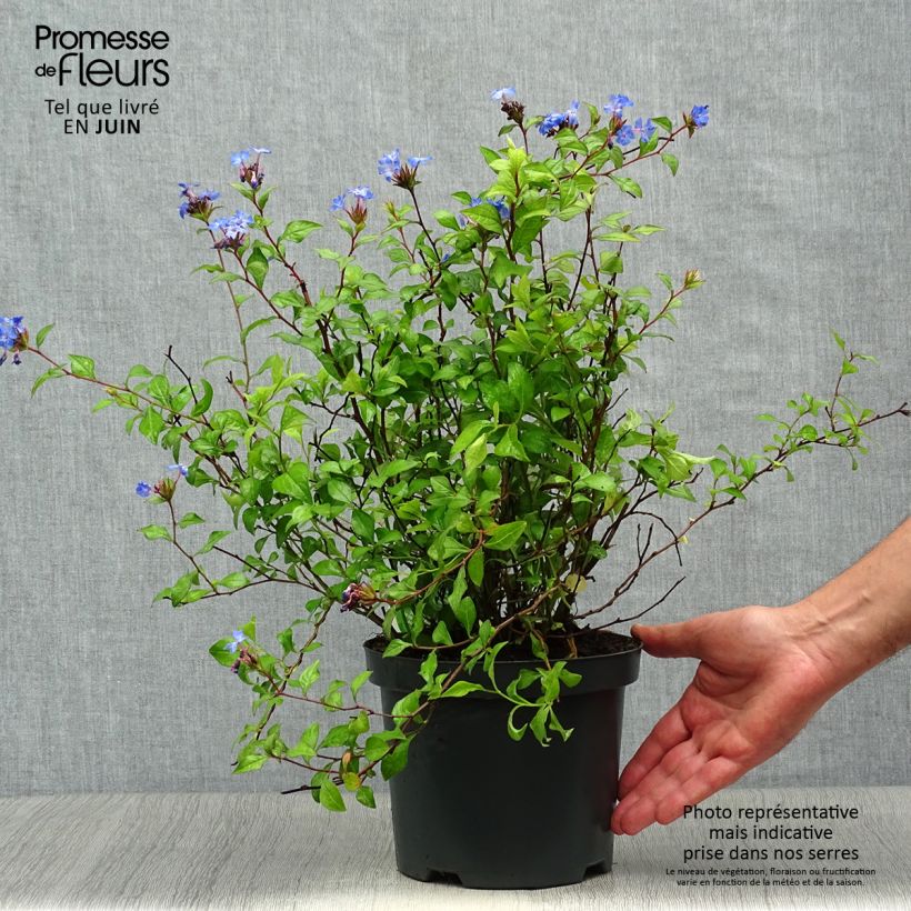 Ceratostigma willmottianum 2L/3L pot sample as delivered in summer