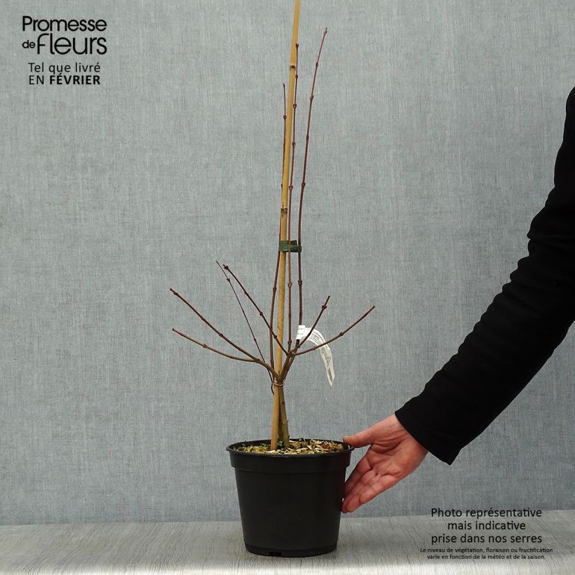 Cercidiphyllum japonicum Glowball - Arbre à caramel  Pot de 4L/5L sample as delivered in winter