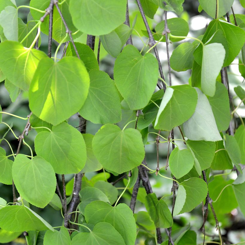 Cercidiphyllum japonicum Pendulum (Foliage)