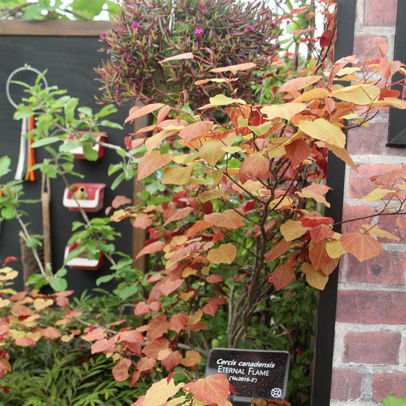 Cercis canadensis Eternal Flame - Eastern Redbud (Plant habit)