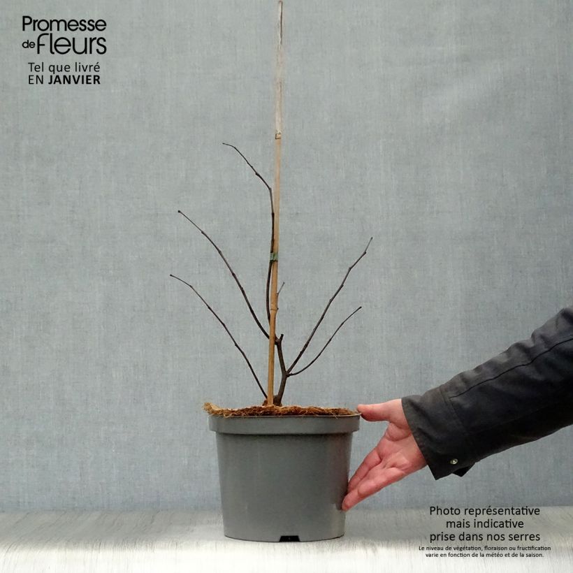 Cercis canadensis Forest Pansy en pot de 4L/5L sample as delivered in winter