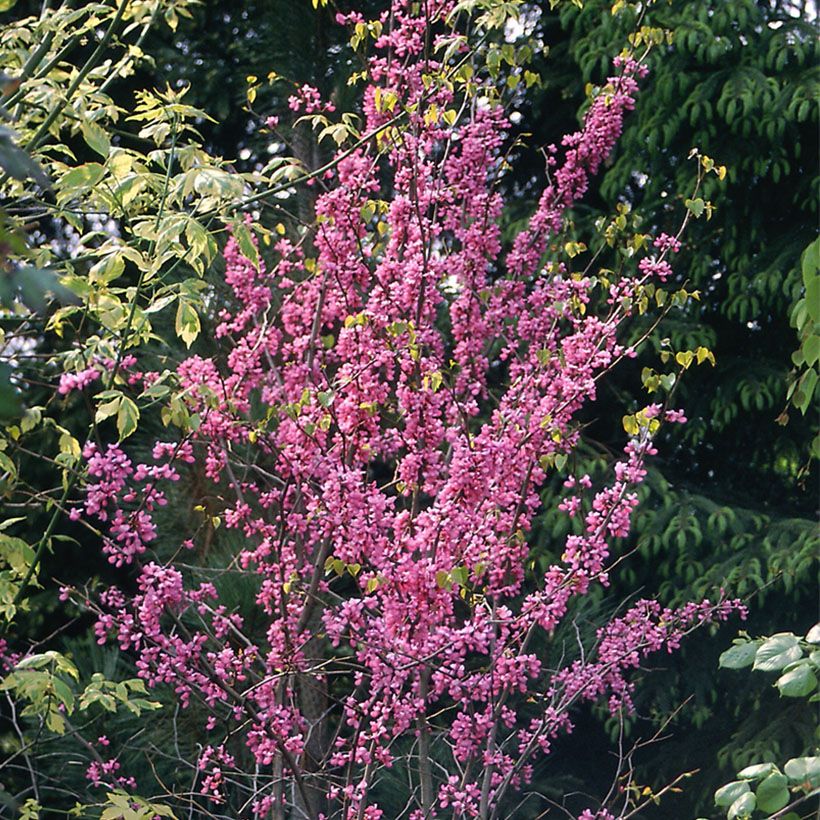 Cercis canadensis  - Eastern Redbud (Plant habit)