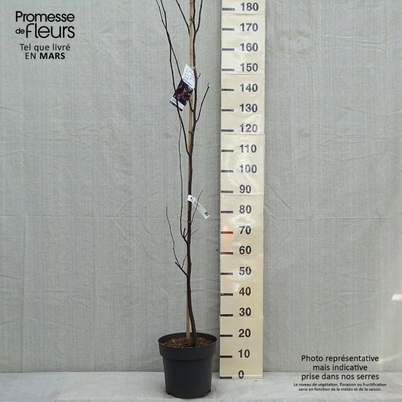 Cercis canadensis Merlot - Gainier du Canada  Pot de 6L/7L sample as delivered in winter