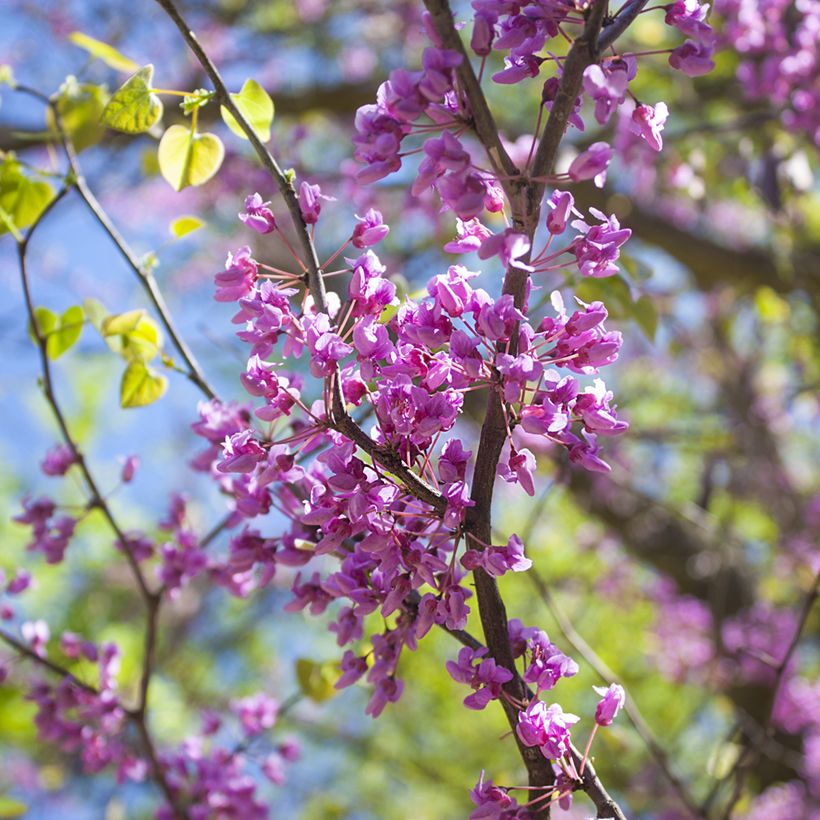 Cercis canadensis  - Eastern Redbud (Flowering)