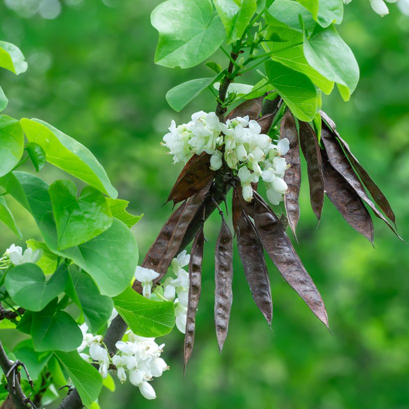 Cercis chinensis Shirobana - Chinese Redbud (Harvest)