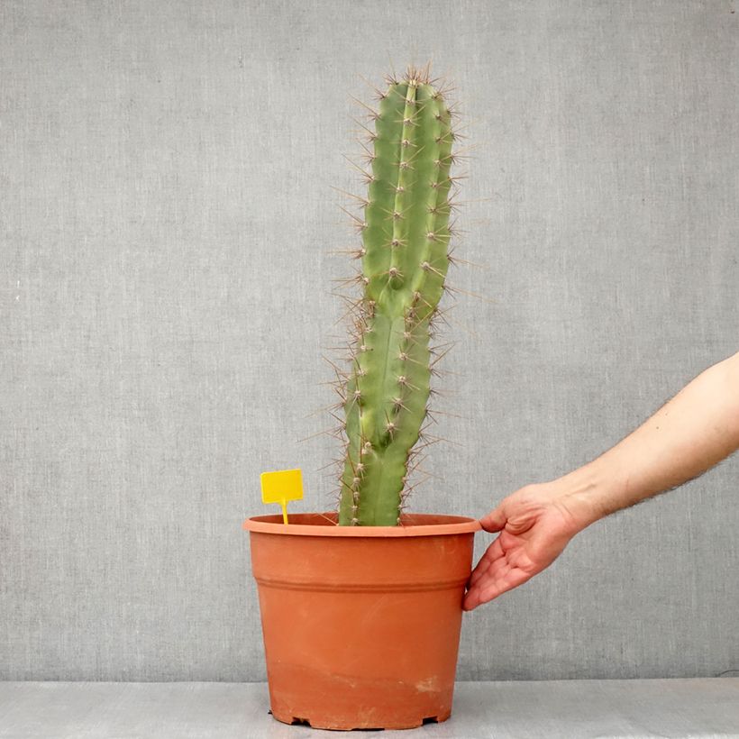 Cereus peruvianus  - Cierge du Pérou, Cactus cierge du Pérou 7.5L/10L potShipped height around 50/70cm sample as delivered in spring
