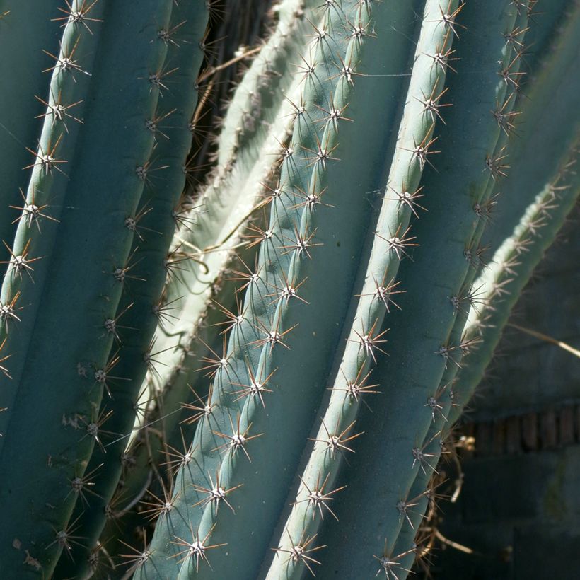 Cereus peruvianus - Peruvian apple cactus (Foliage)