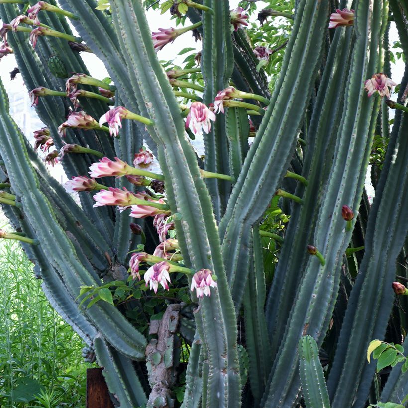 Cereus peruvianus - Peruvian apple cactus (Flowering)