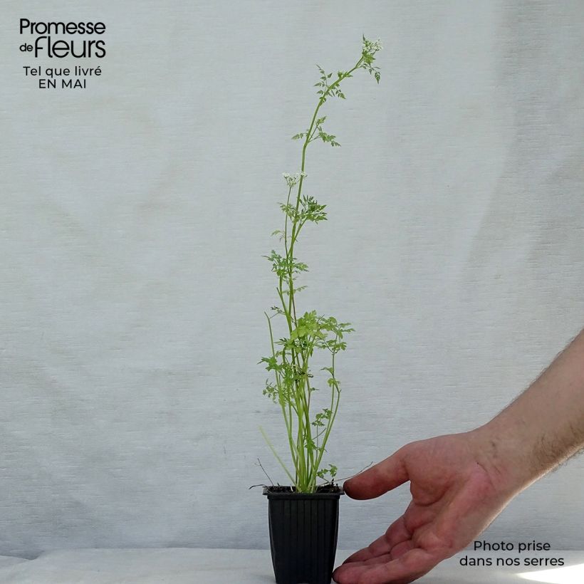 Common chervil in plants - Anthriscus cerefolium sample as delivered in spring
