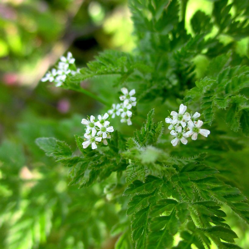 Chervil - Vilmorin Seeds (Flowering)