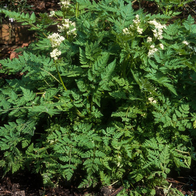 Common Chervil - Anthriscus cerefolium (Plant habit)