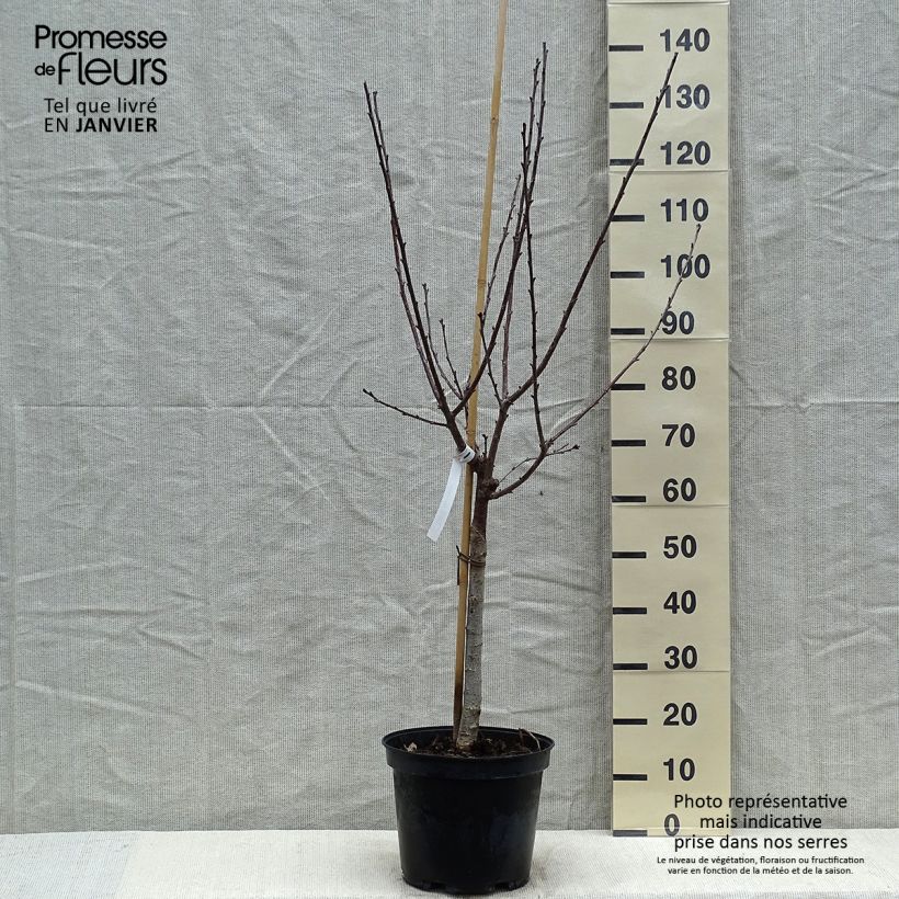 Cerisier Anglaise Hâtive - Prunus cerasus Gobelet en pot de 7,5l/10l sample as delivered in winter