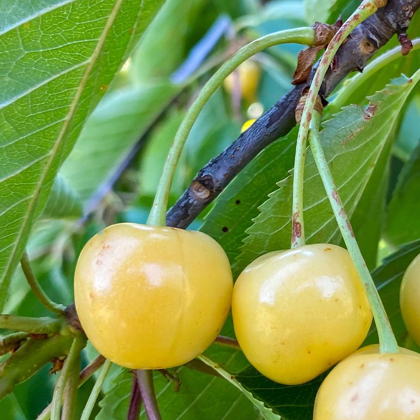 Prunus avium Bigarreau Blanc - Cherry Tree (Harvest)