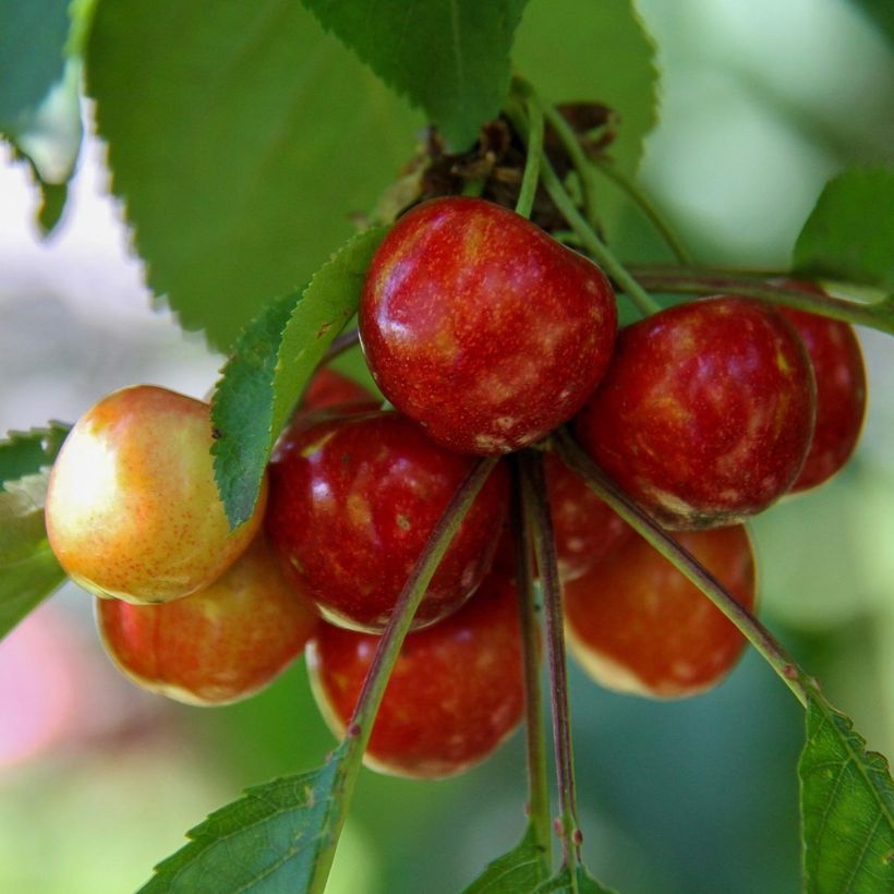 Prunus cerasus Bigarreau Coeur de Pigeon - Organic Tart Cherry Tree (Harvest)