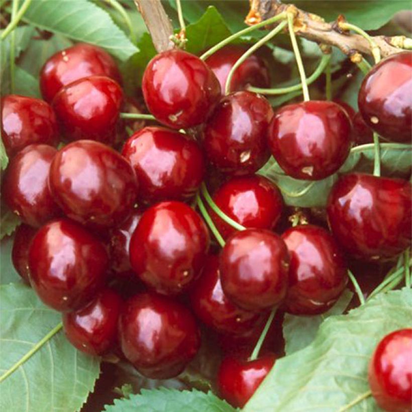 Prunus cerasus Bigarreau Hedelfingen - Tart Cherry Tree (Harvest)