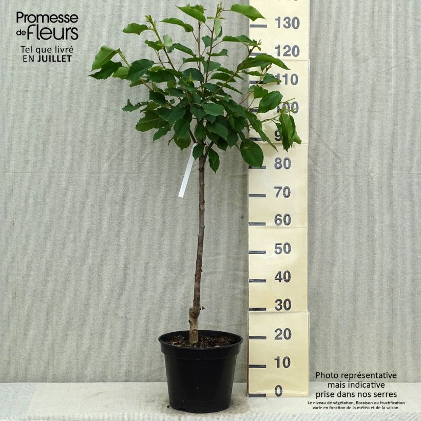 Prunus cerasus Bigarreau Hedelfingen - Tart Cherry Tree 7.5L/10L pot, GobletShipped height around 125/150cm sample as delivered in summer