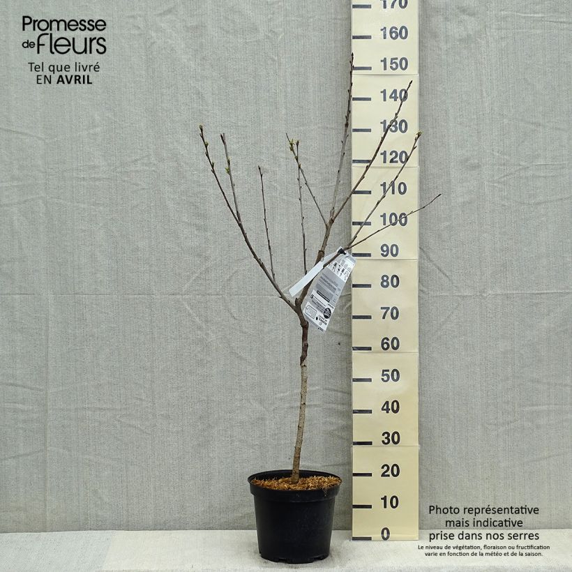 Prunus cerasus Bigarreau Hedelfingen - Tart Cherry Tree sample as delivered in spring