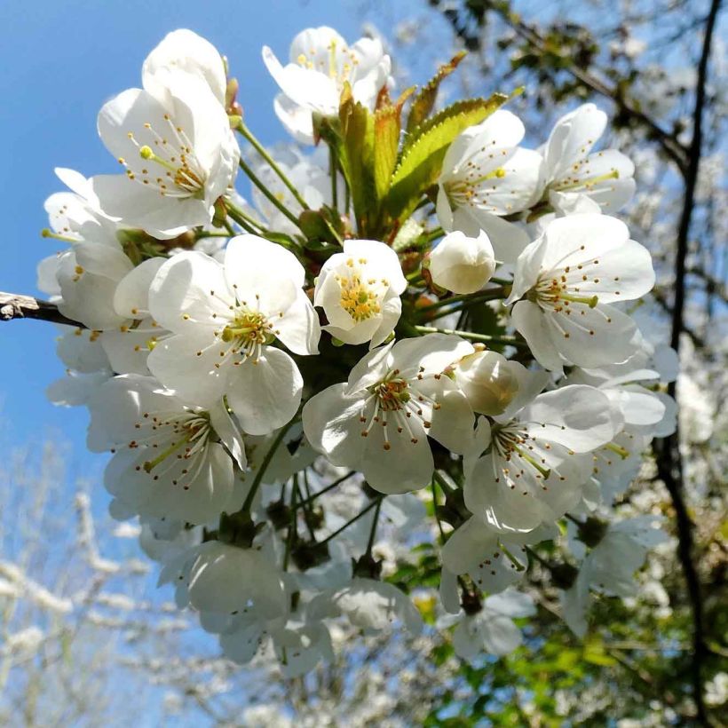 Prunus avium Bigarreau Moreau - Cherry Tree (Flowering)