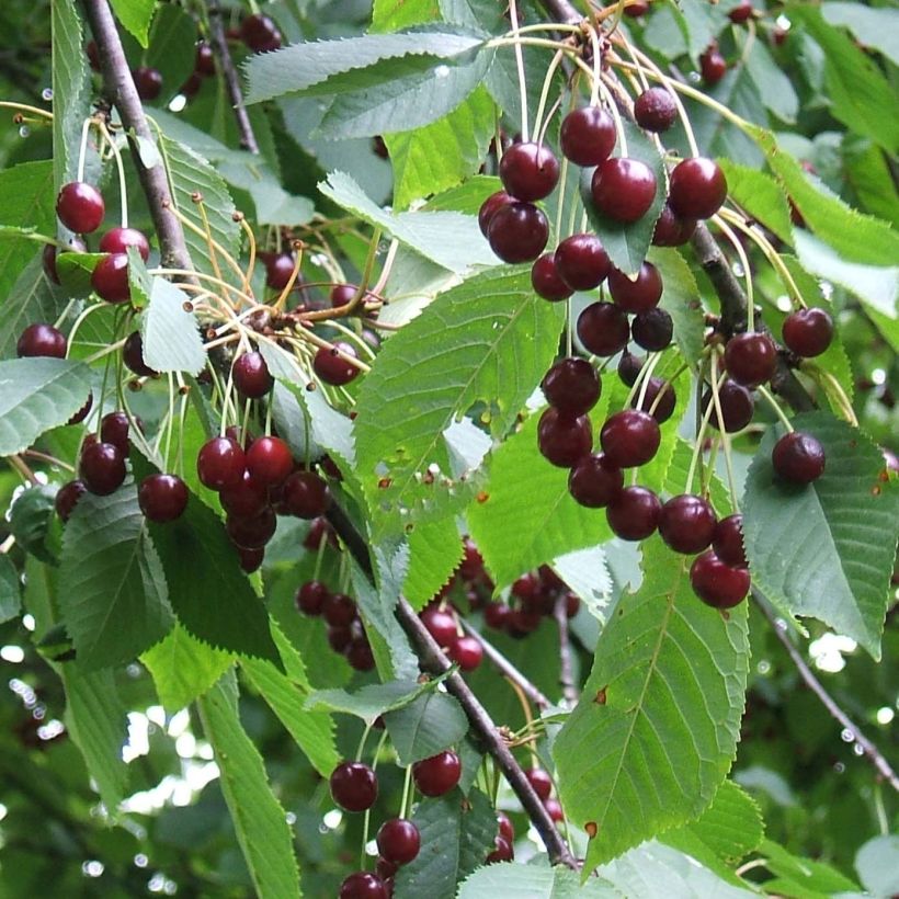 Prunus avium Bigarreau Moreau - Cherry Tree (Harvest)