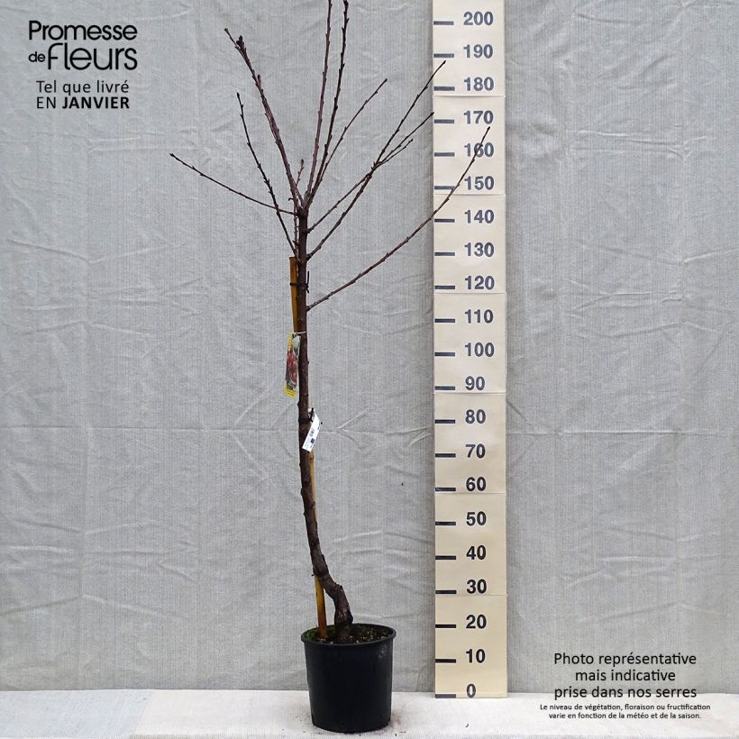 Cerisier Bigarreau Moreau - Prunus avium Demi-tige en pot de 7,5l/10l sample as delivered in winter