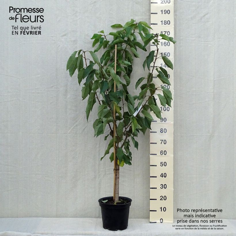 Cerisier Bigarreau Moreau - Prunus avium Gobelet en pot de 7,5l/10l sample as delivered in autumn