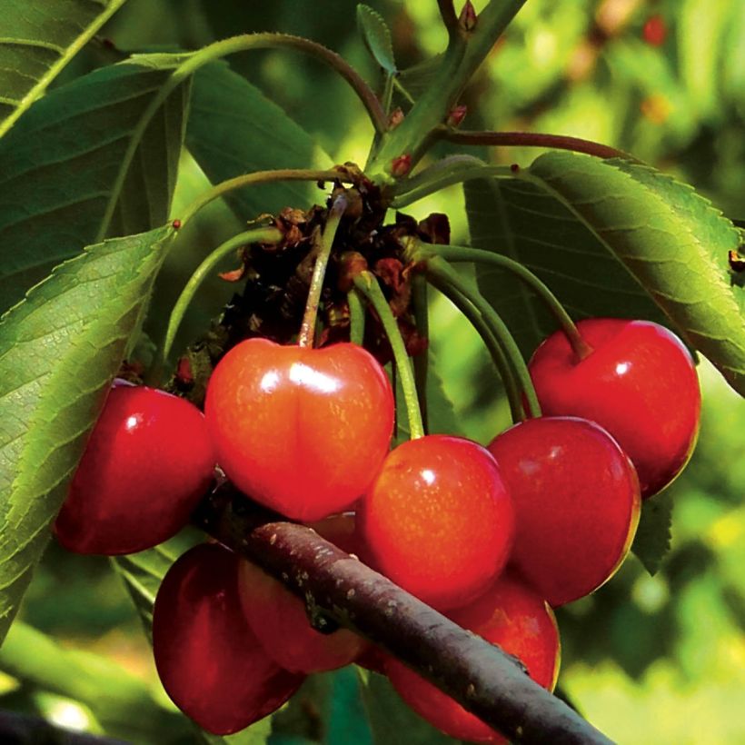 Prunus cerasus Bigarreau Napoléon - Organic Tart Cherry Tree (Harvest)