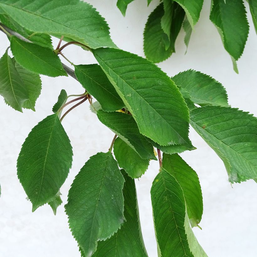 Prunus cerasus Bigarreau Napoléon - Tart Cherry Tree (Foliage)