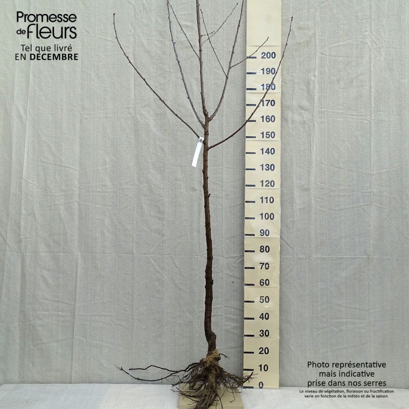 Prunus avium Bigarreau Noir - Cherry Tree sample as delivered in winter