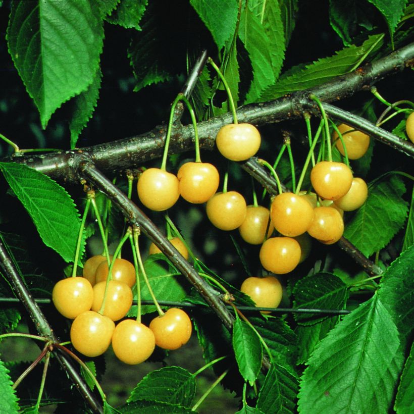 Prunus cerasus Bigarreau Stark Gold - Tart Cherry Tree (Harvest)