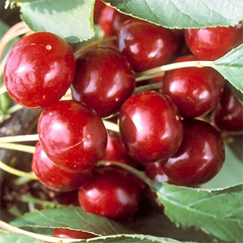Prunus avium Bigarreau Sweetheart - Cherry Tree (Harvest)
