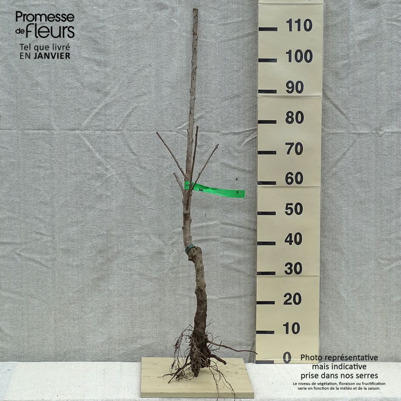 Prunus cerasus Van - Tart Cherry sample as delivered in winter