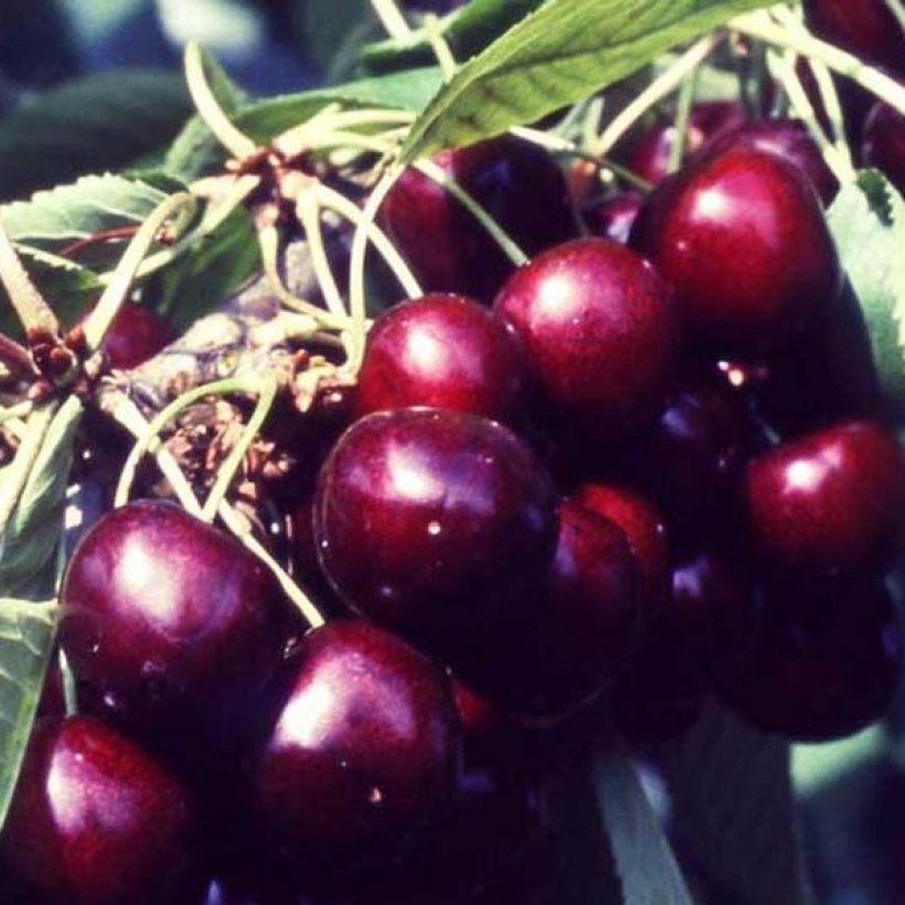 Prunus cerasus Van - Tart Cherry (Harvest)