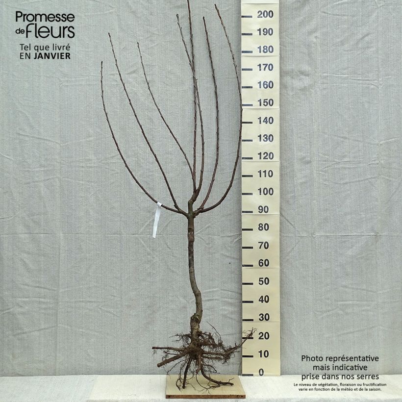 Prunus avium Van - Cherry Tree sample as delivered in winter