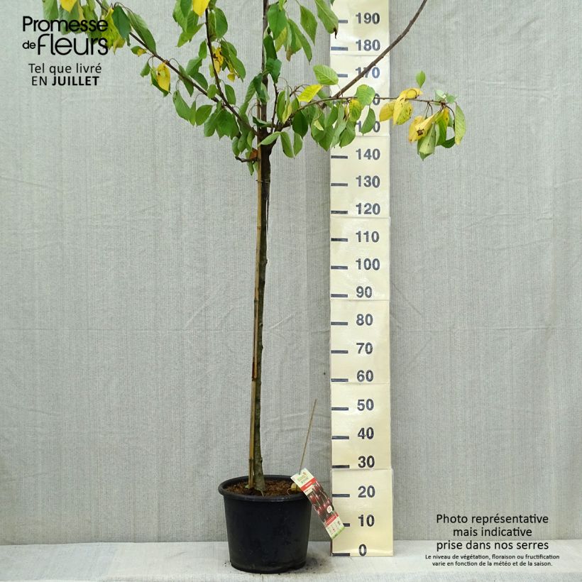 Prunus cerasus Early Rivers - Tart Cherry Tree 7.5L/10L pot, Half standard sample as delivered in summer