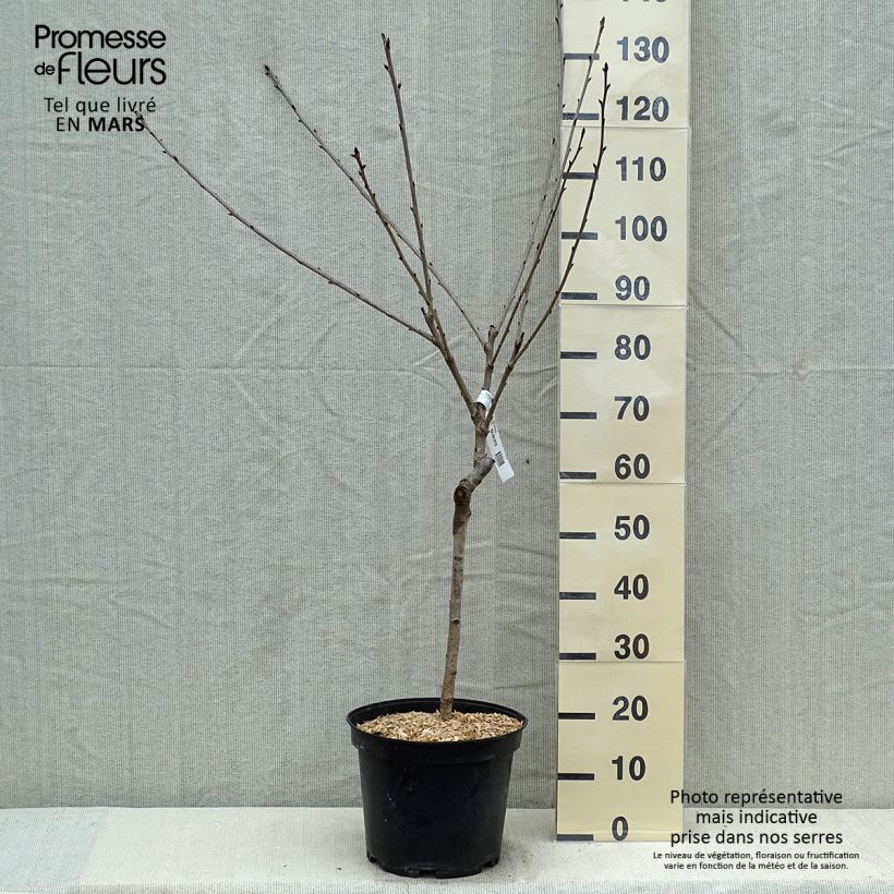 Prunus cerasus Early Rivers - Tart Cherry Tree 7.5L/10L pot, GobletShipped height around 140/160cm sample as delivered in spring